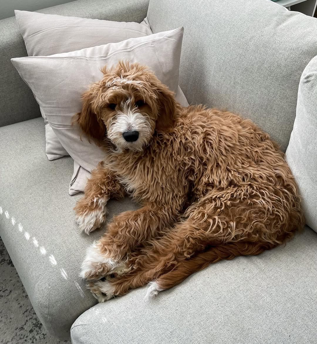 Image source: Instagram@ahsokagdoodle