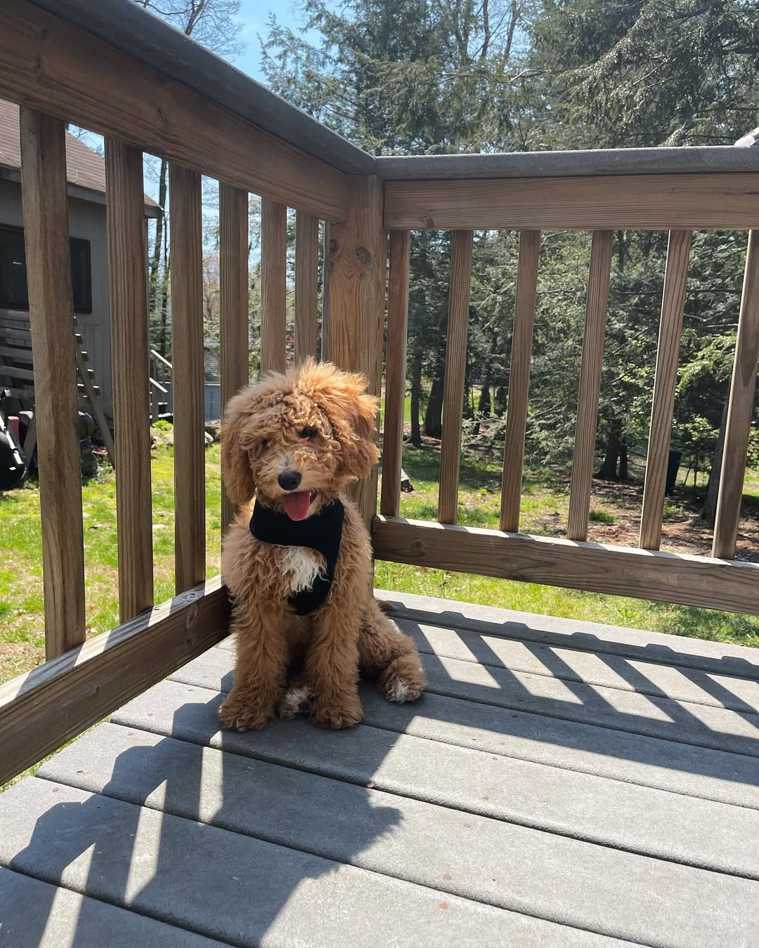 Image source: Instagram@thatdood_canelo_