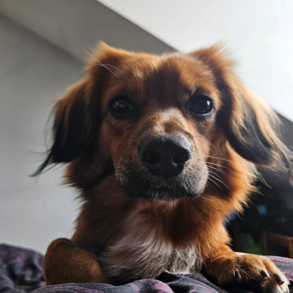 Image source: Instagram@kevin_thepupper