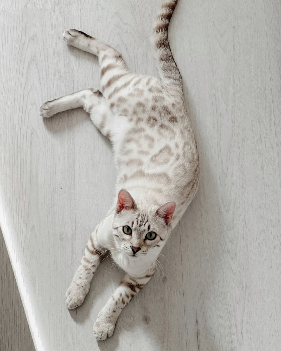 Bengal cat