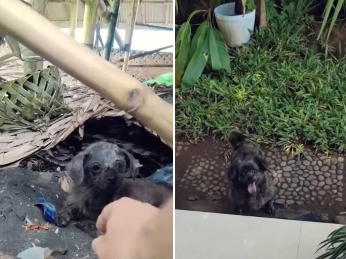 Kristin rescue story