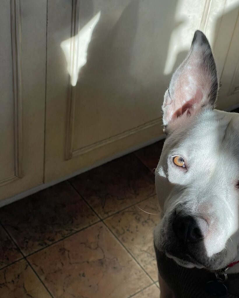 Image source: Instagram@fredlichtphoto