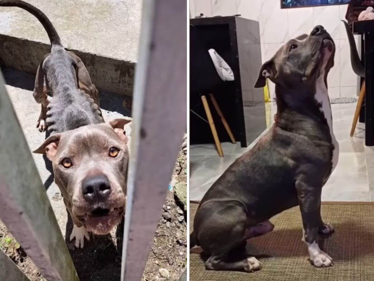 Magnito rescue story