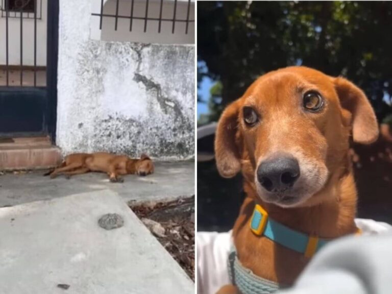 Maronsito rescue story