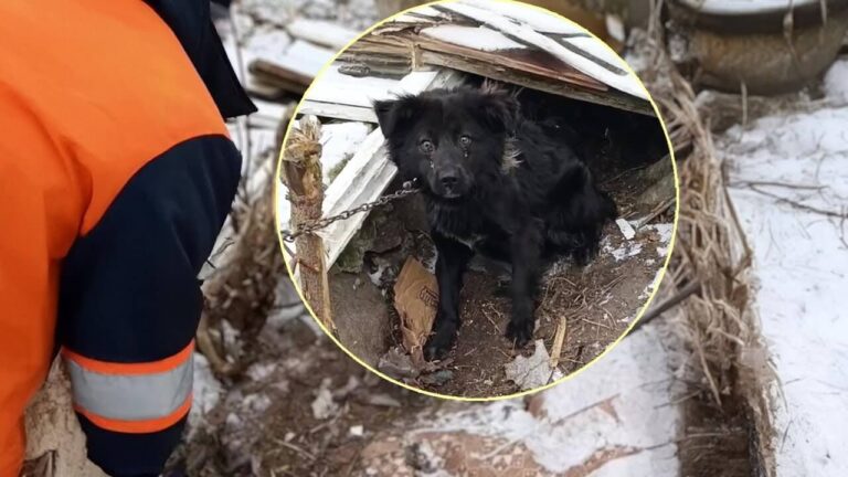 Mashimka rescue story