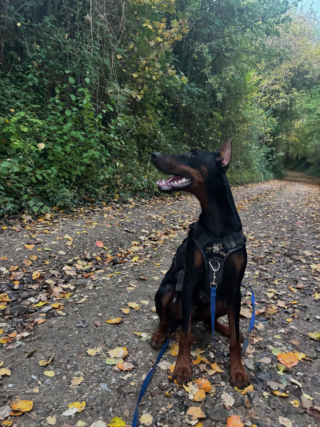 Image source: Instagram@optimus_le_dobermann