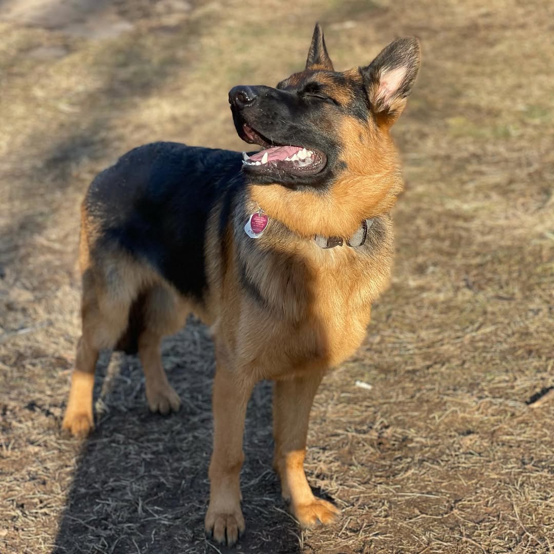 Image source: Instagram@zeke_gsd_ny