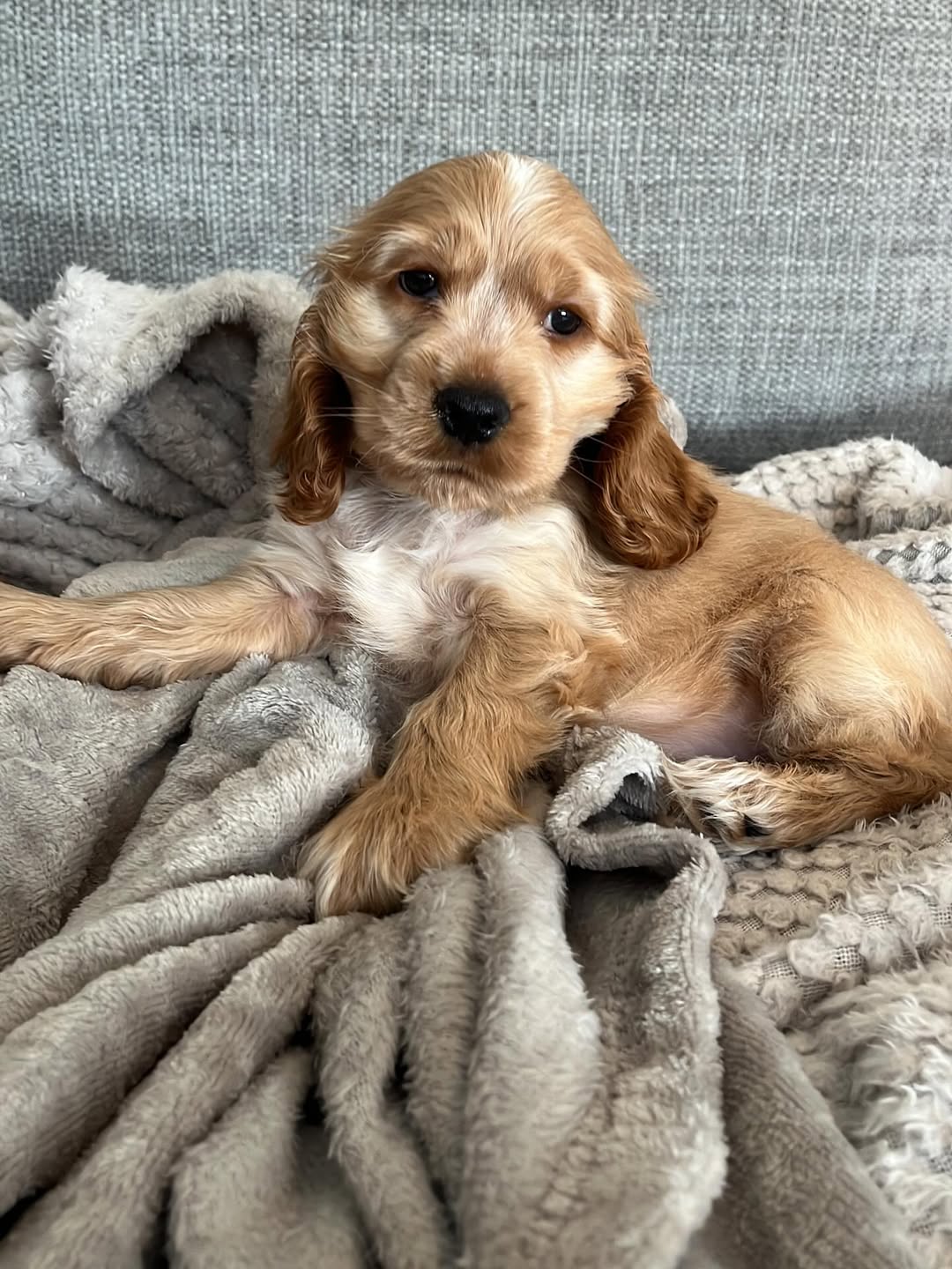 Image source: Instagram@poppy.thespaniel_
