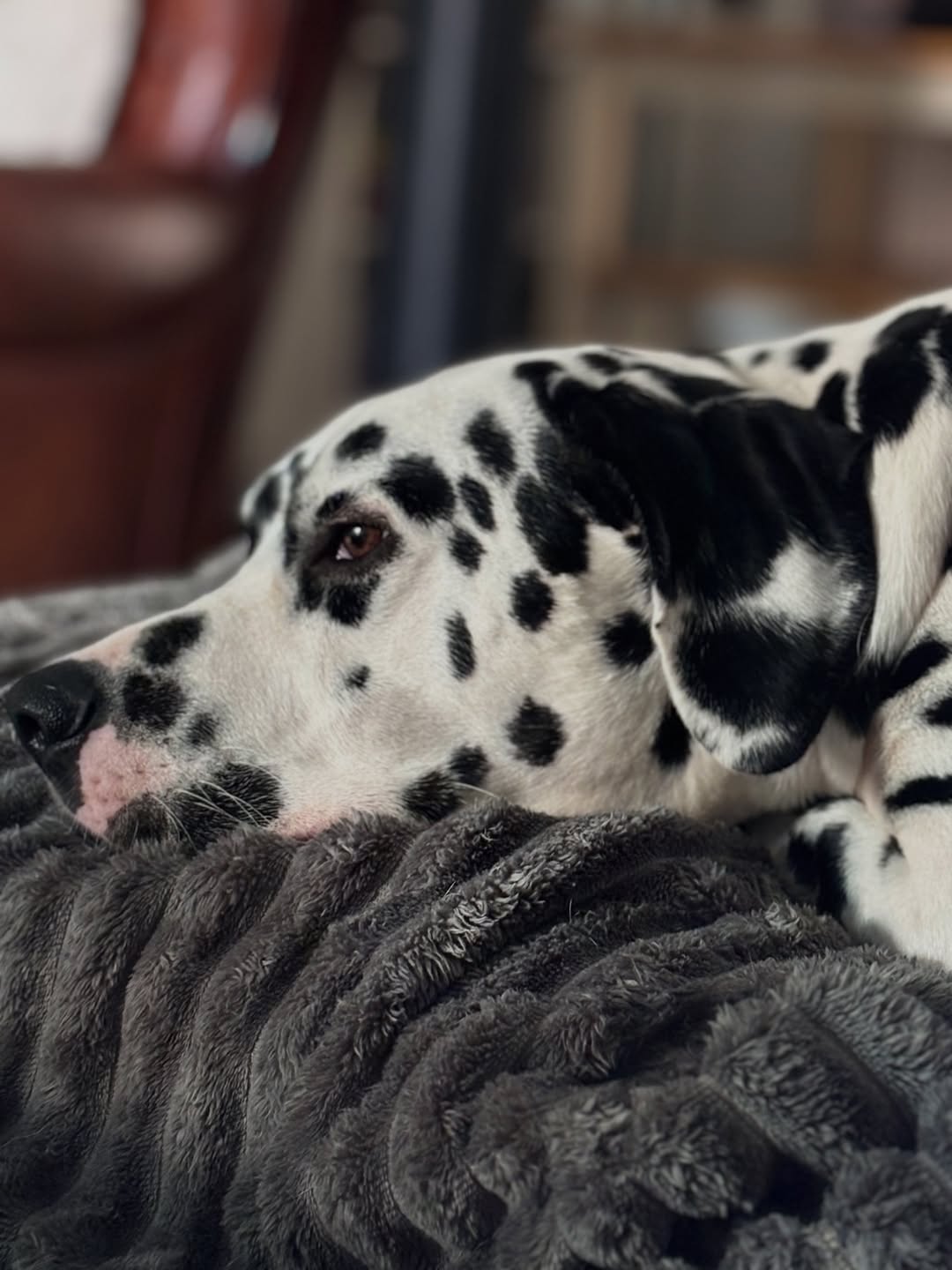 Image source: Instagram@spot_the_dally