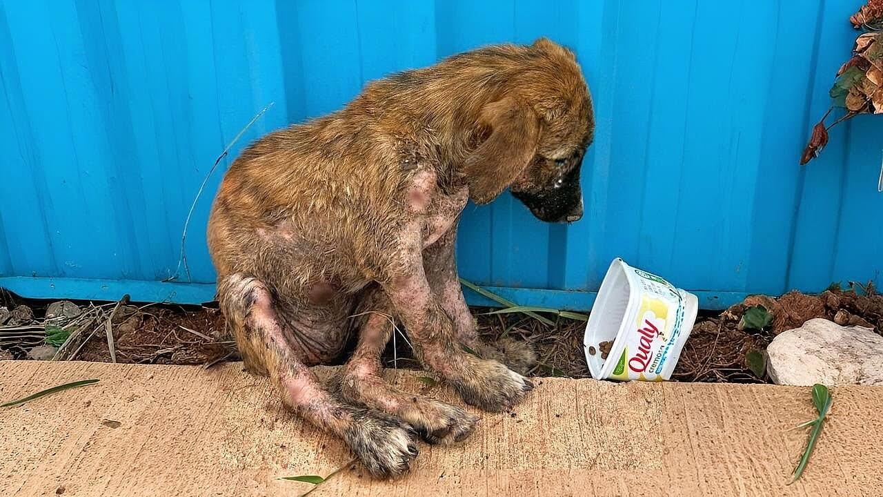 Pedrinho rescue story