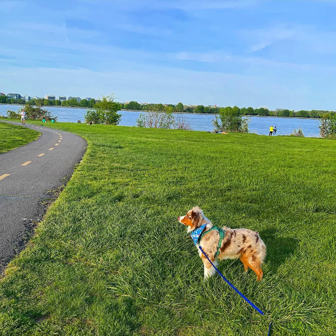 Image source: Instagram@odintheredmerle