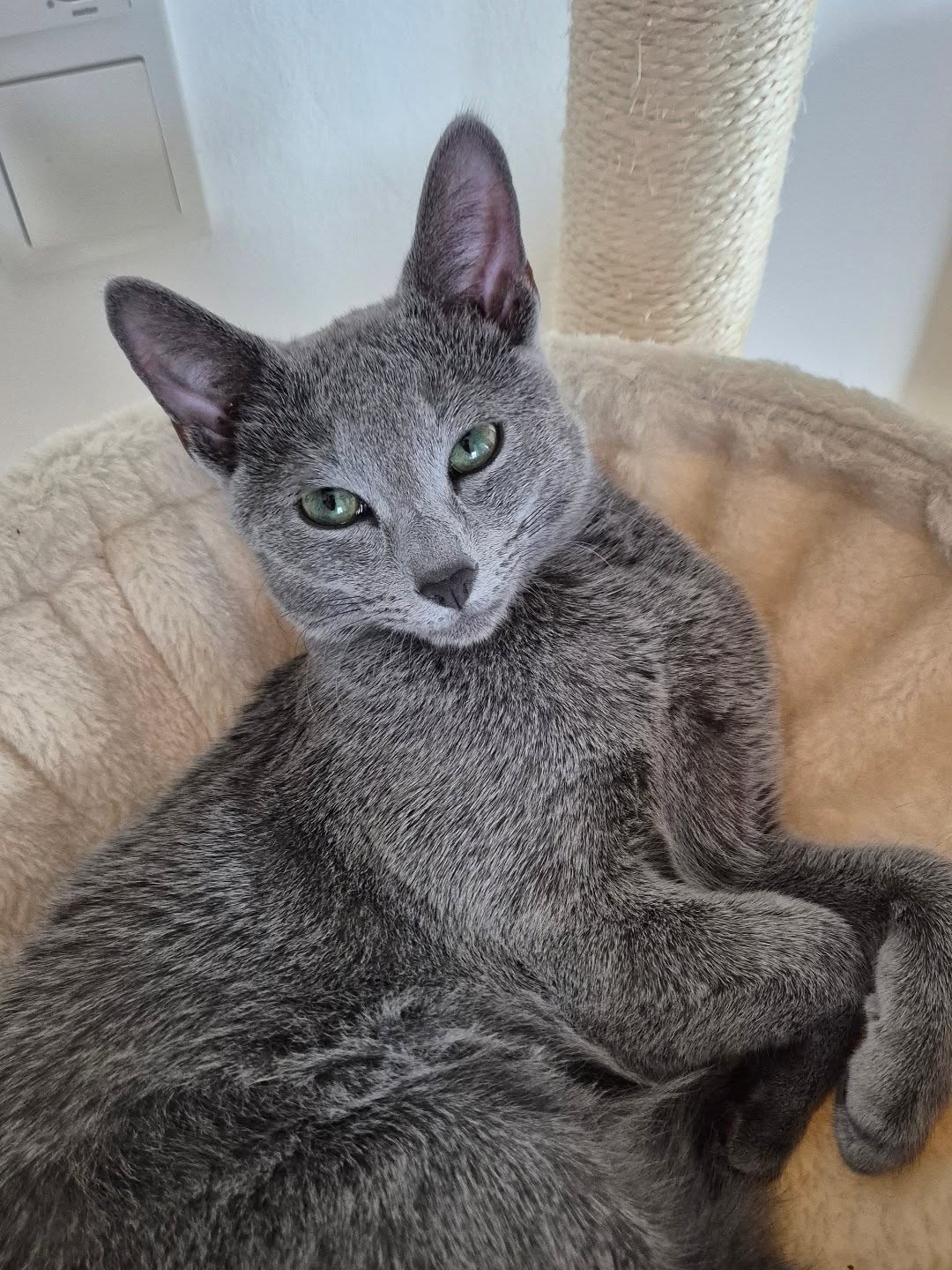 Russian Blue
