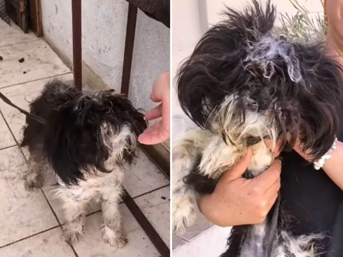 Shampoo rescue story