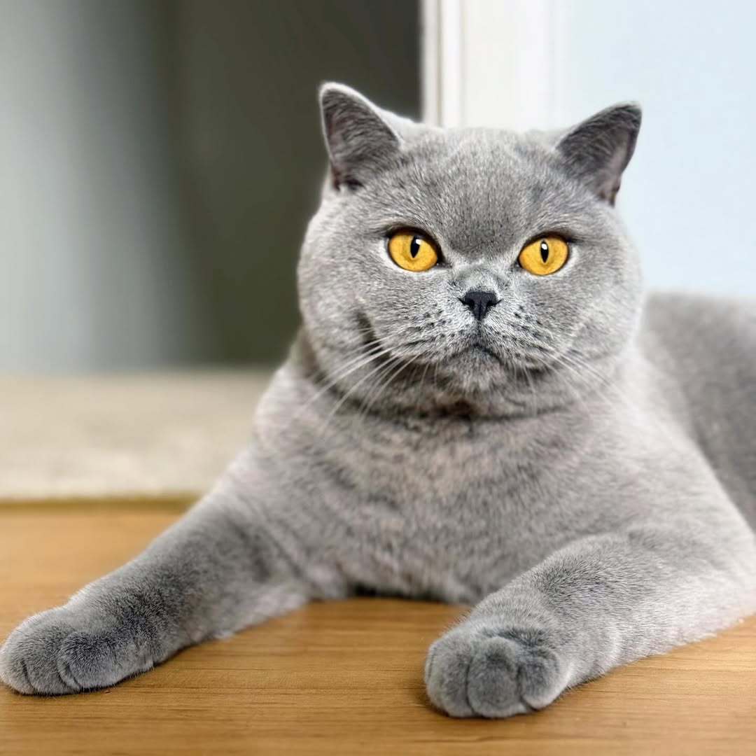 Image source: Instagram@flossy_britishblue