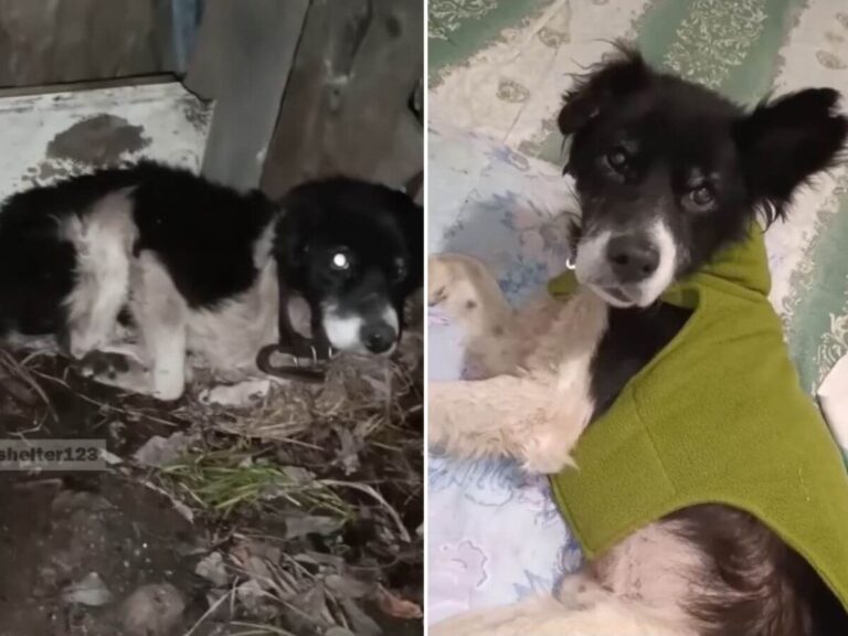 Betchkin rescue story