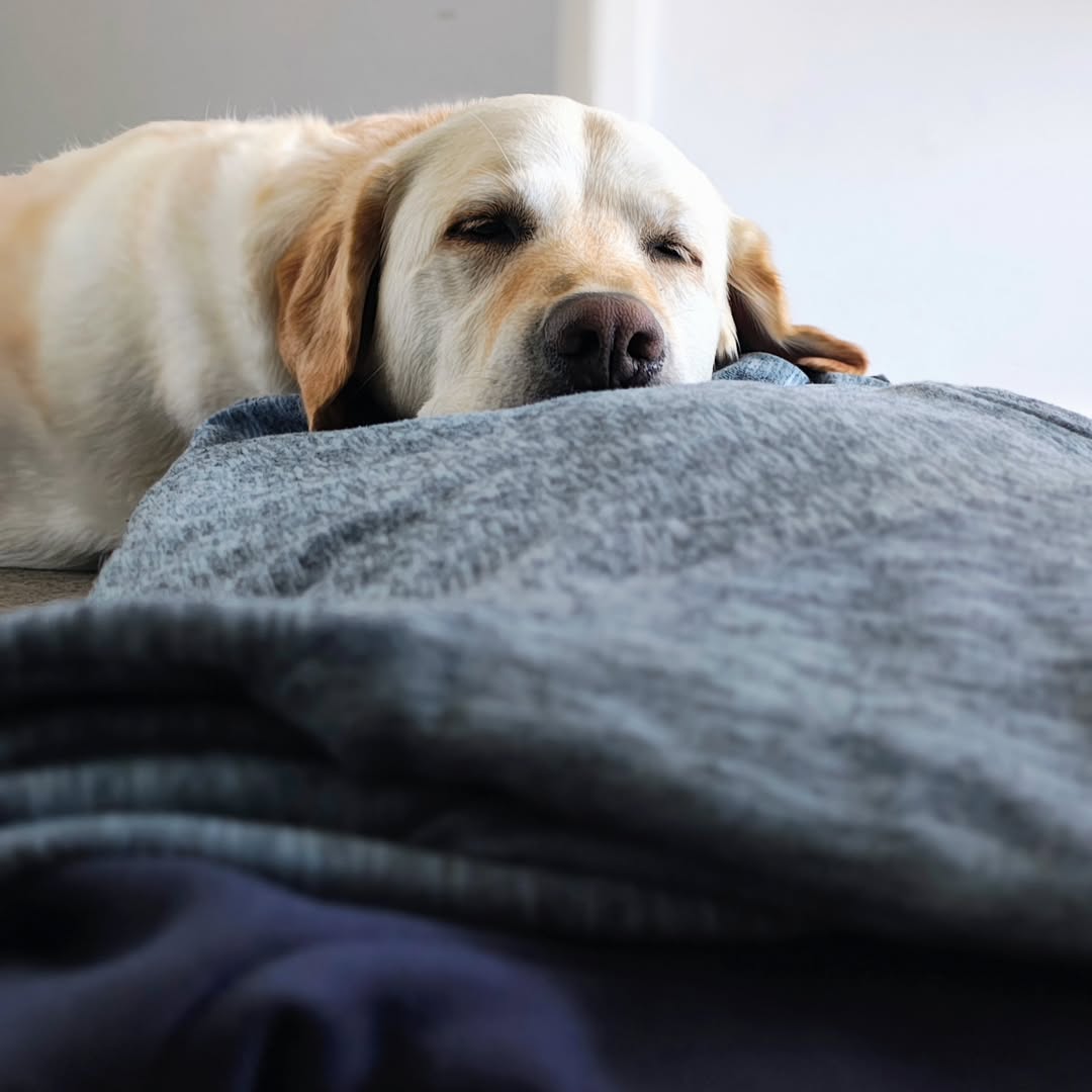 Image source: Instagram@iamtuckerthegoldador