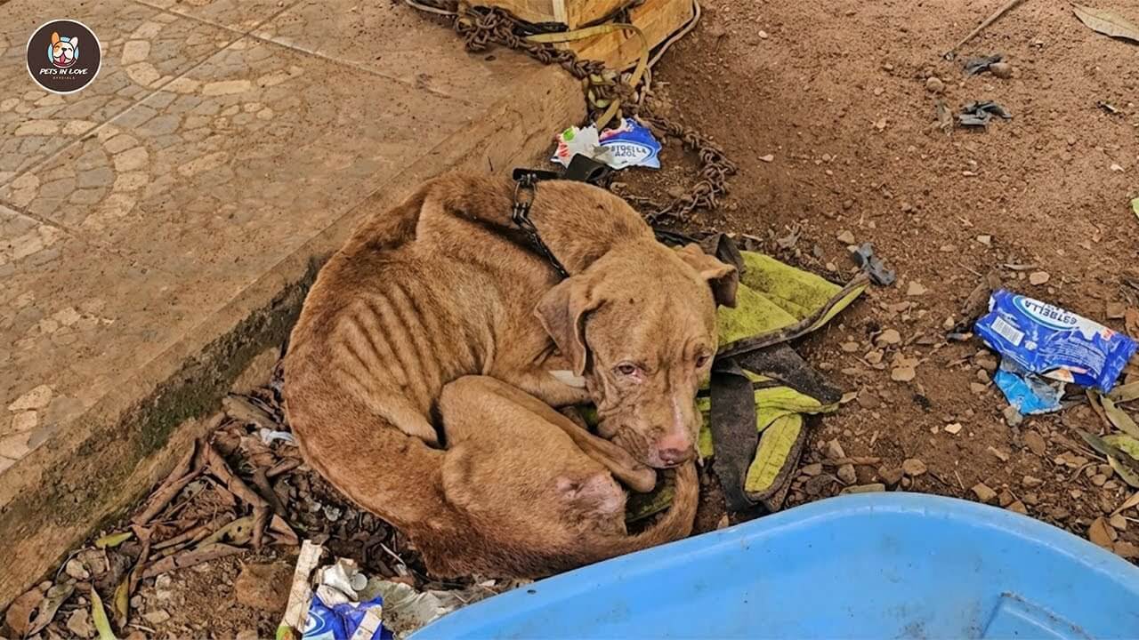 Ternura rescue story