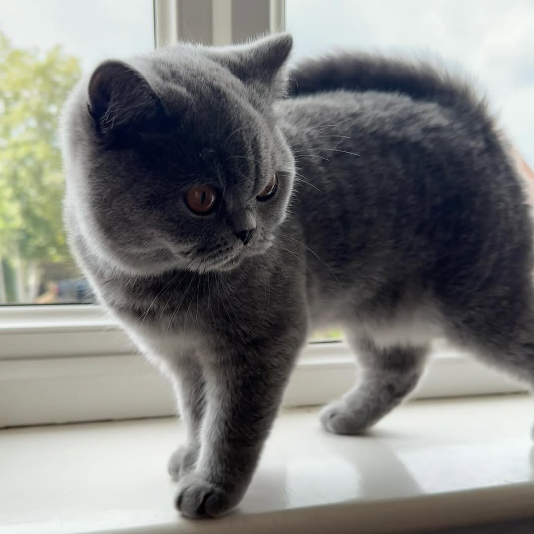 Image source: Instagram@flossy_britishblue