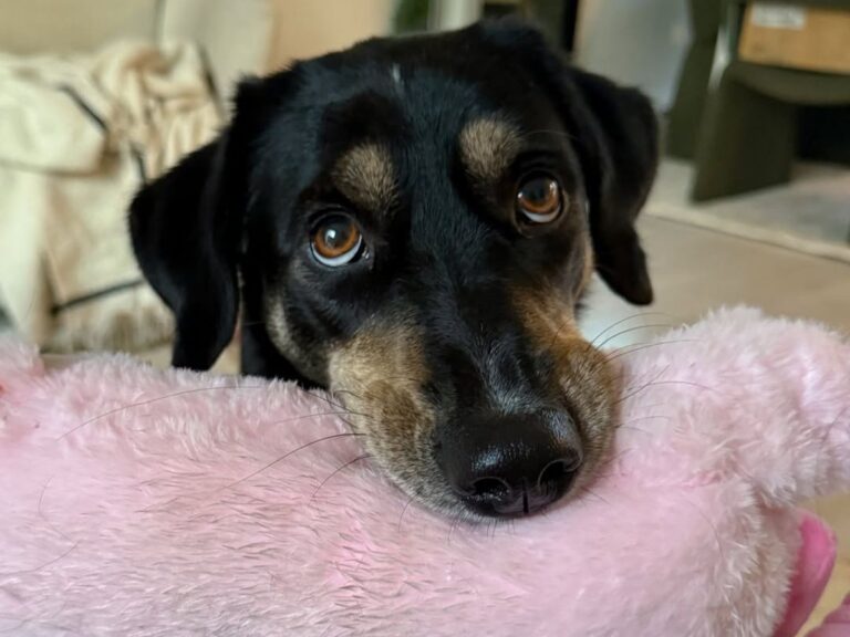 The Ultimate Guide to Understanding Pet Body Language