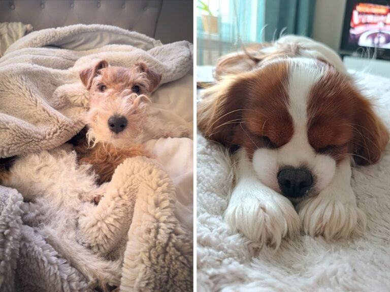 Best Dog Breeds for Apartment Living: What Actually Works for Noise, Space, and Energy