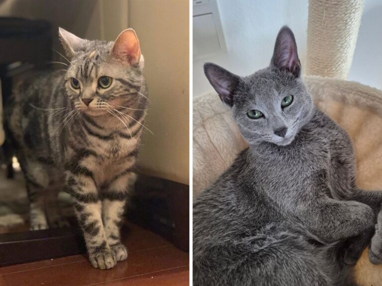 Best Cat Breeds for Small Apartments and How to Choose the Right One for Your Space