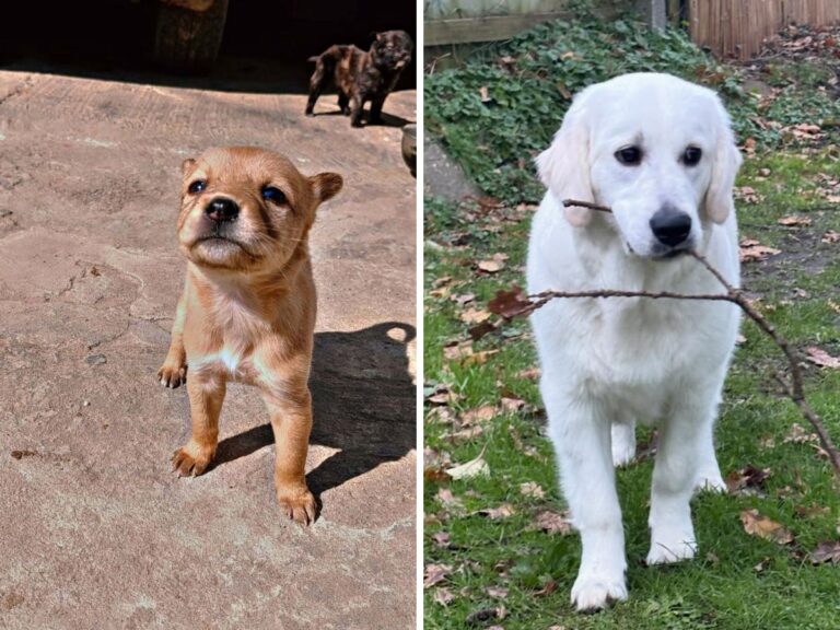 The Real Puppy Training Timeline by Age (What to Expect Month by Month)