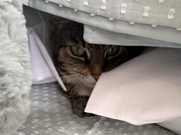Is It Normal for Cats to Hide for Days? What Their Behavior Is Really Telling You