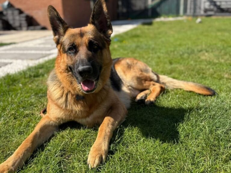Is a German Shepherd Right for You? A Realistic Ownership Guide