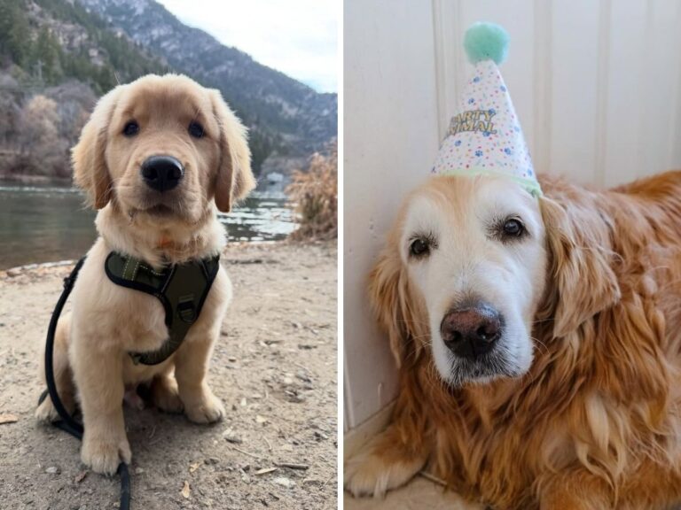 The Complete Dog Care Guide: From Puppyhood to Senior Years