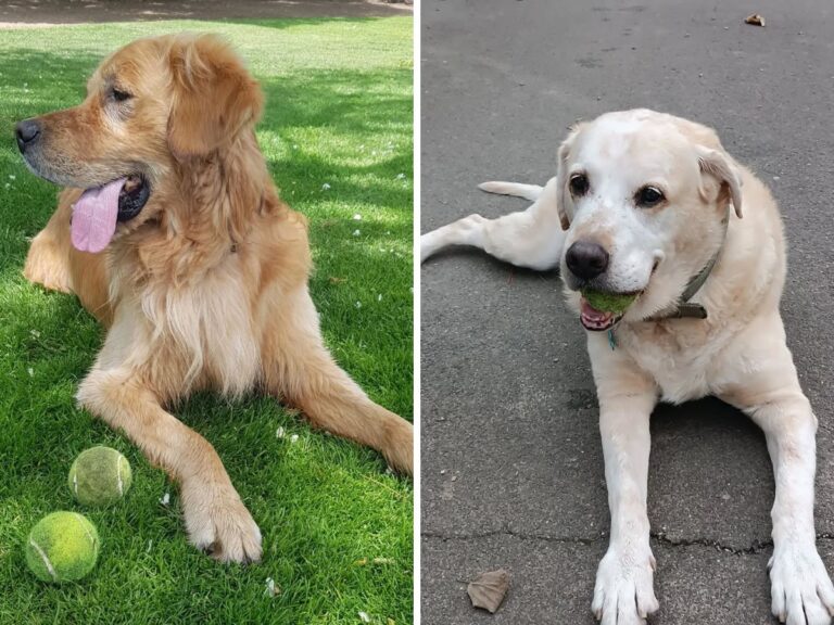 Golden Retriever vs Labrador Retriever: Which Breed Fits Your Lifestyle Better?