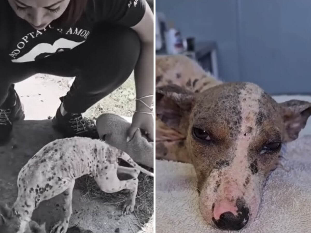 Veranetto rescue story