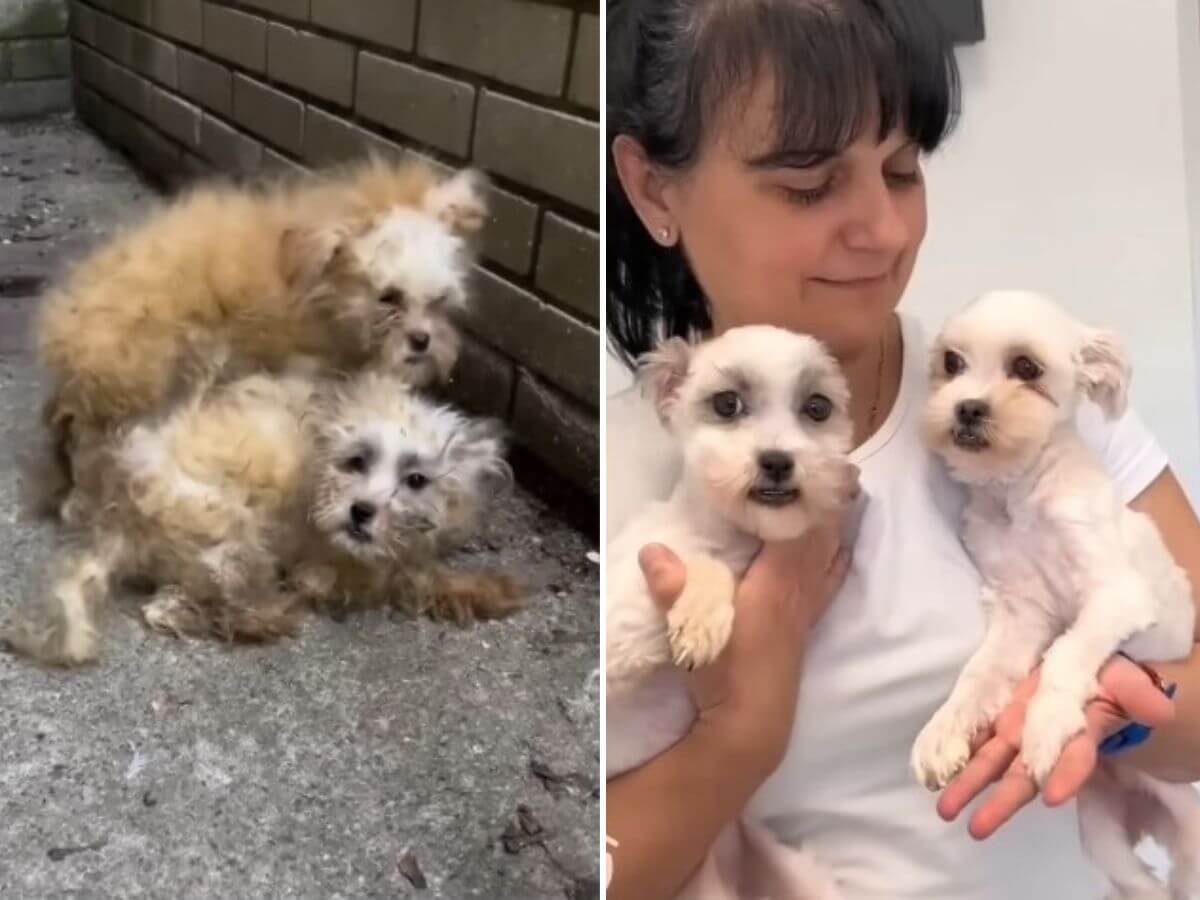 Vida and Danka rescue story