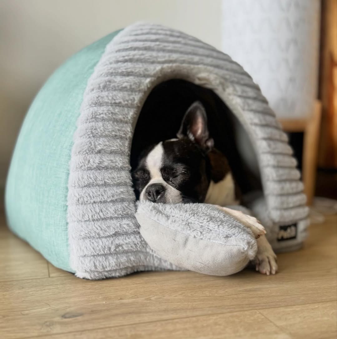 Image source: Instagram@poppiandjax