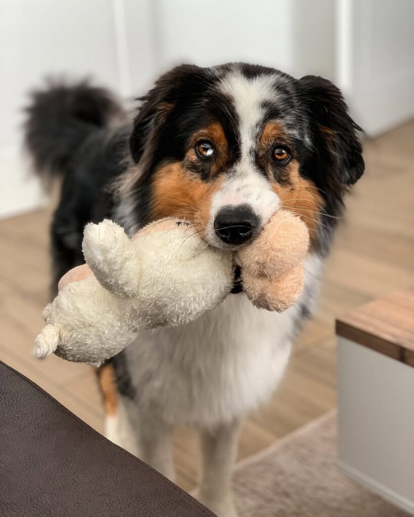 Image source: Instagram@coya.thedog