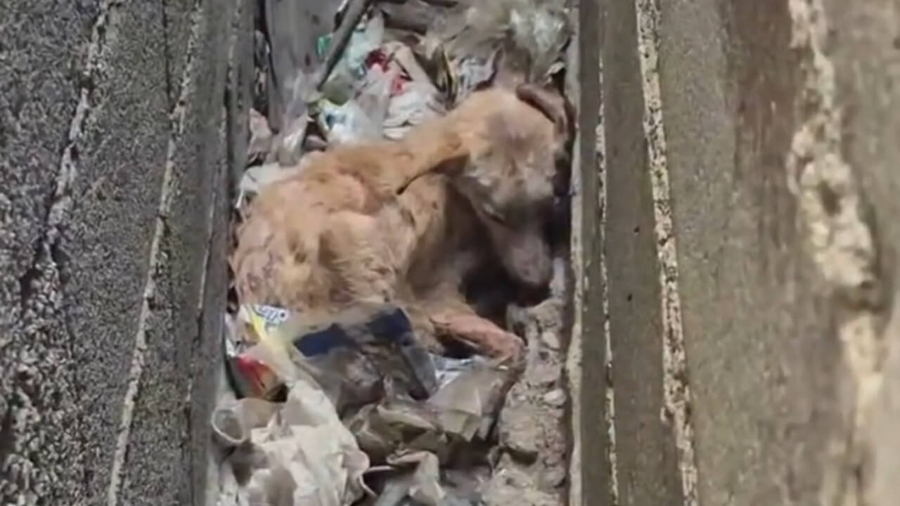 abandoned dog rescue story