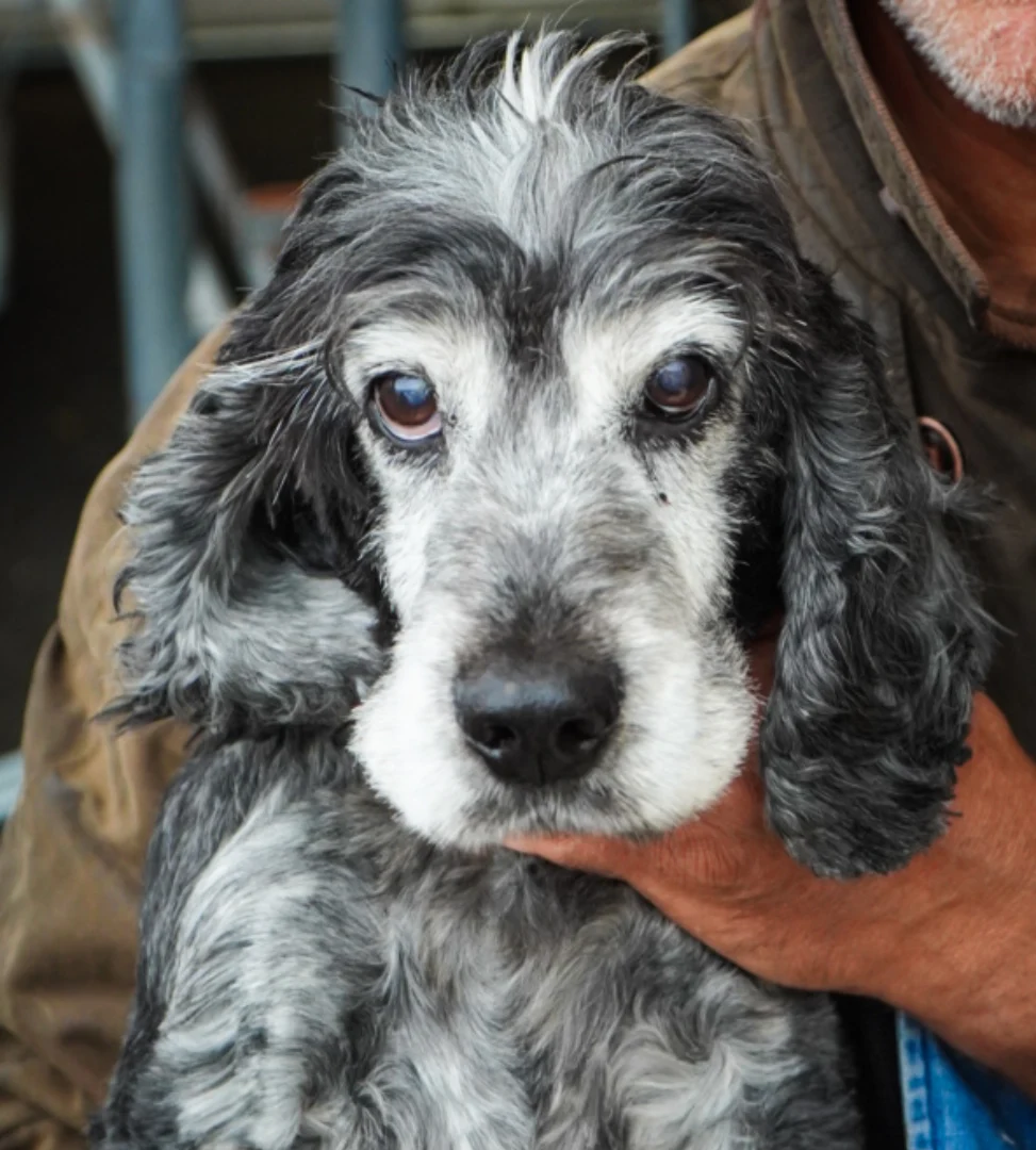 Image source: Instagram@anirishgirlsrambles