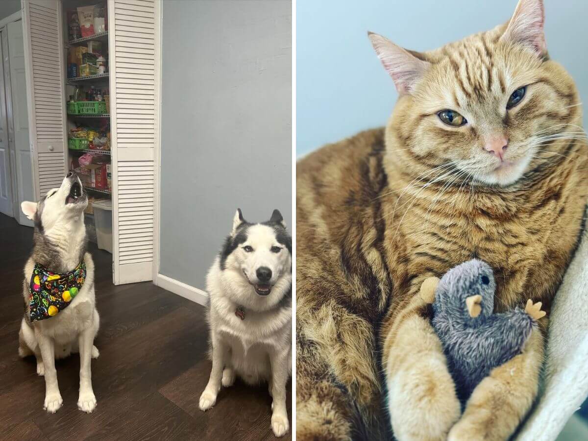 high-energy pets in small homes