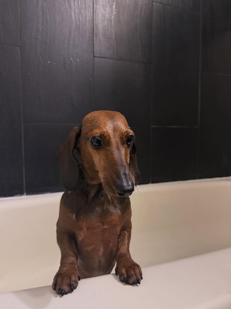 Image source: Instagram@juicy_joojeh