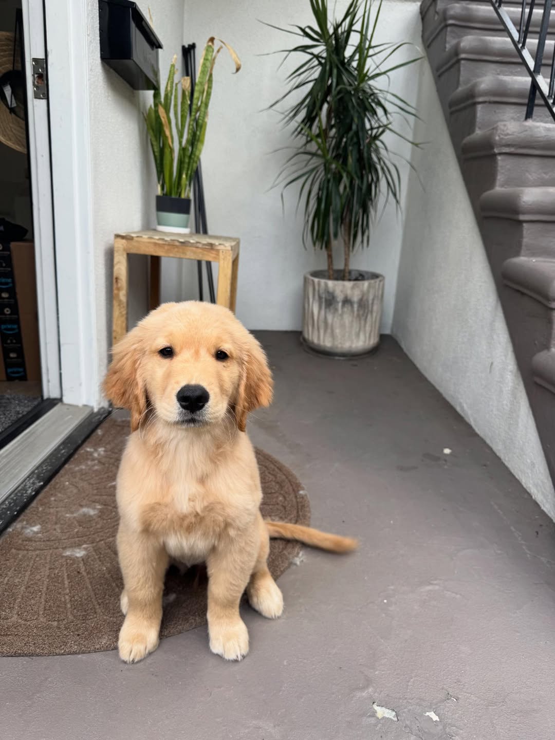 Image source: Instagram@goldengirlrosi