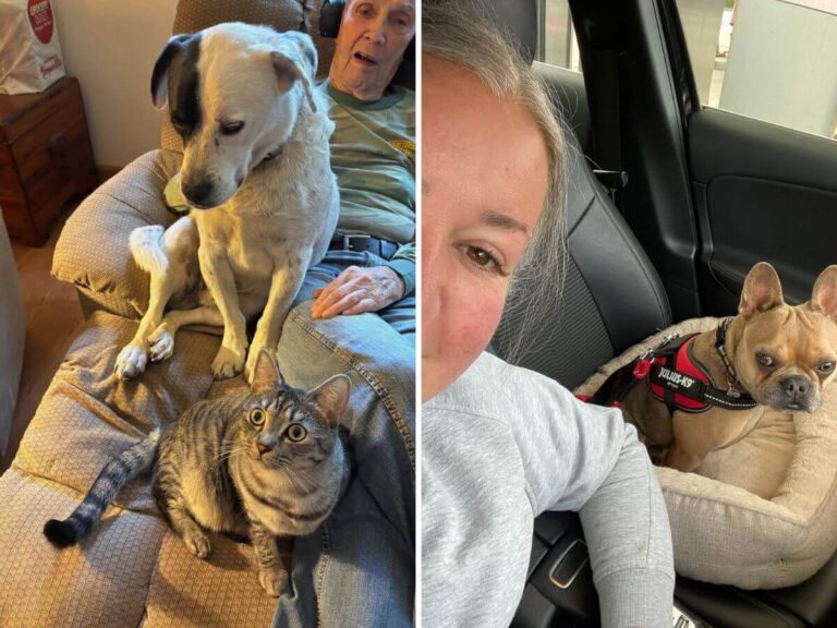 responsible pet rehoming