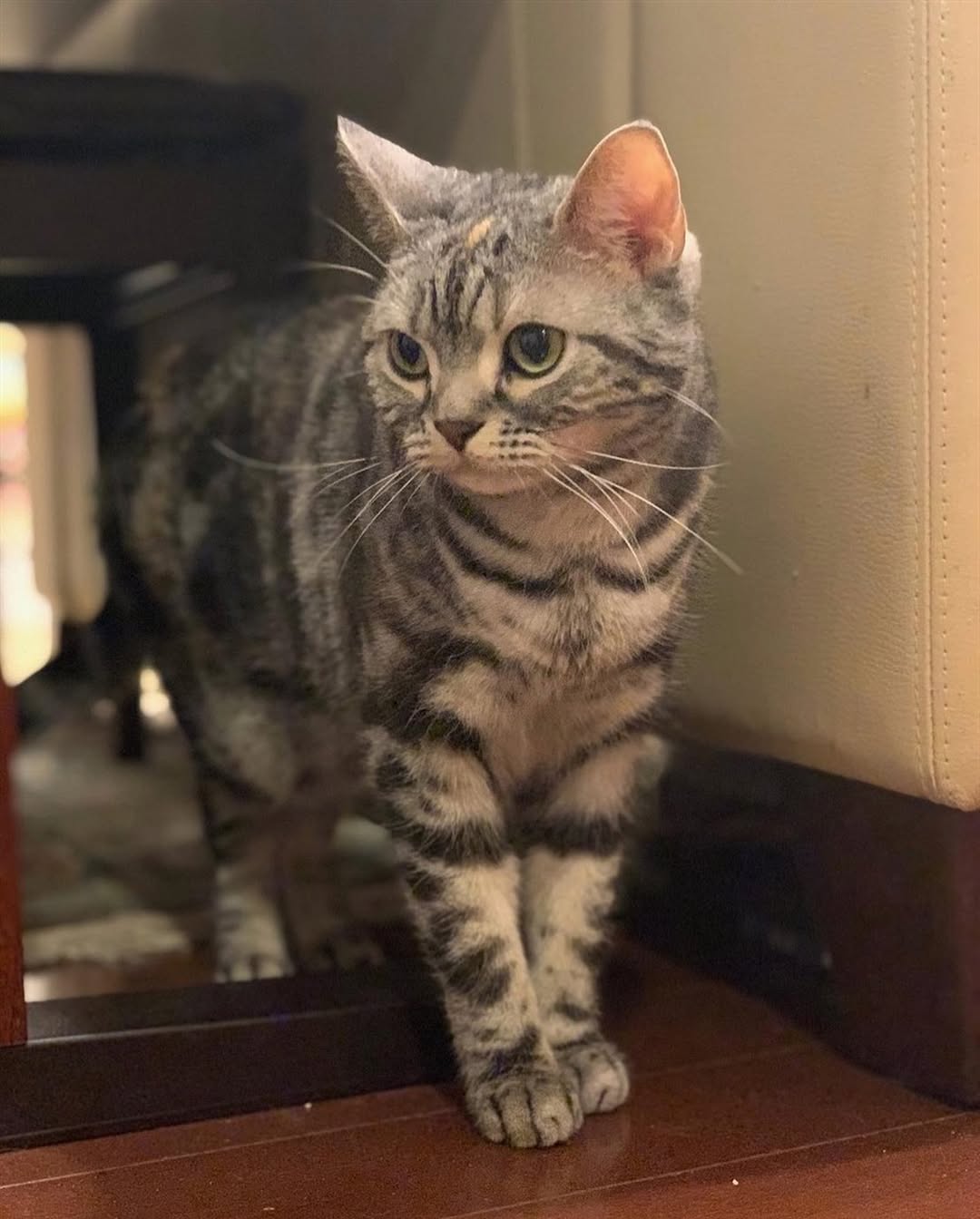 American Shorthairs often show moderate energy