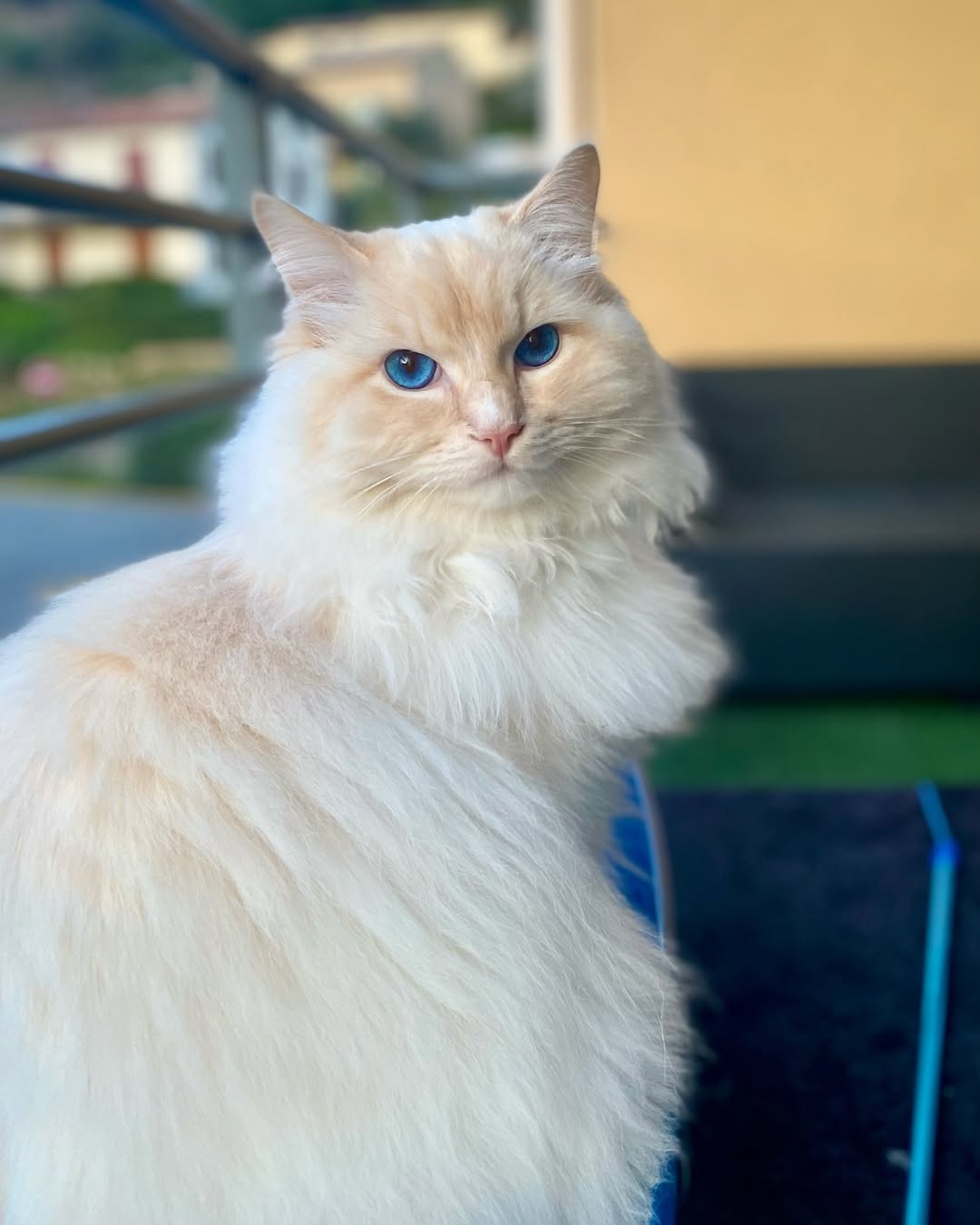 Ragdolls generally adjust very well in small apartments