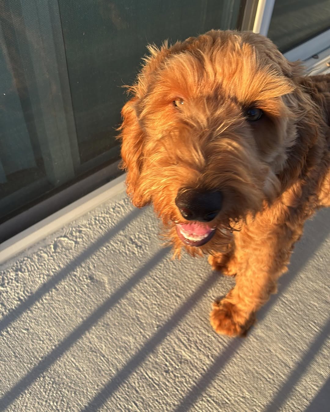 Image source: Instagram@ralphthecutedoodle