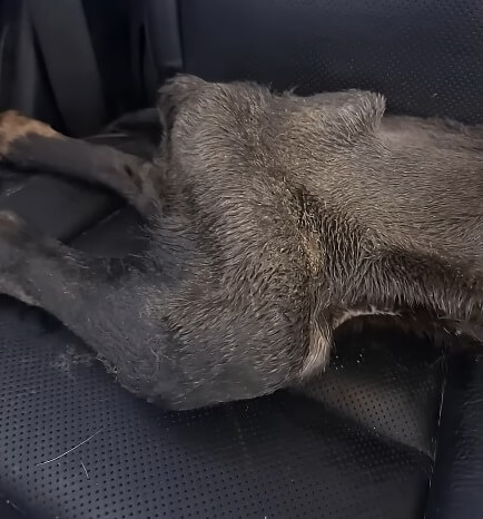 Fern being rushed to the ICU