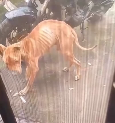 How Draco was first seen