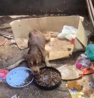 How Meg Pitty was found