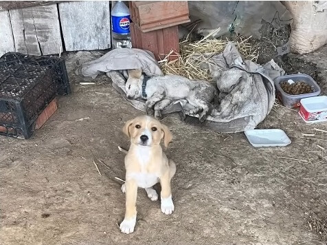 How Mia and her brother were found