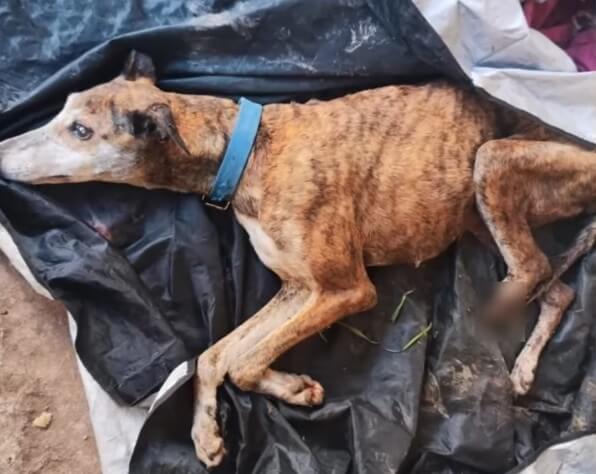 How Norita was found