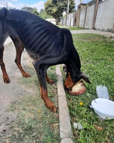 How Rodolfo was found