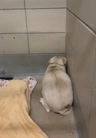 Millie's condition when she was found